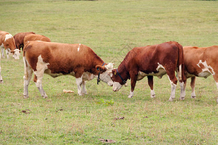 红牛在阿尔卑斯山的图片
