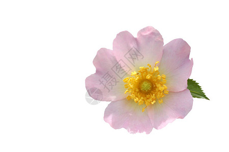 白地上的野粉红玫瑰背景图片