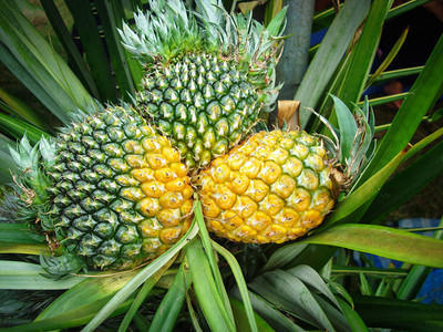 菠萝田农场有机水果园中的新鲜菠萝图片