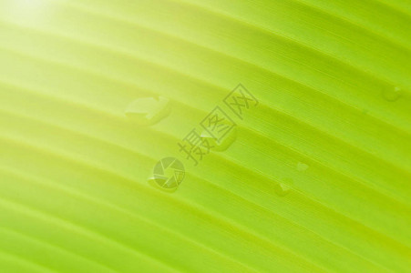 香蕉叶背景关闭绿叶香蕉顶层植物图片