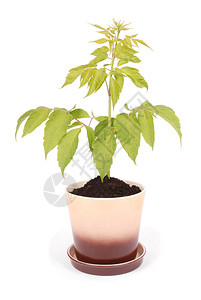 陶瓷棕色花盆和孤立的白色背景上的绿色植物图片