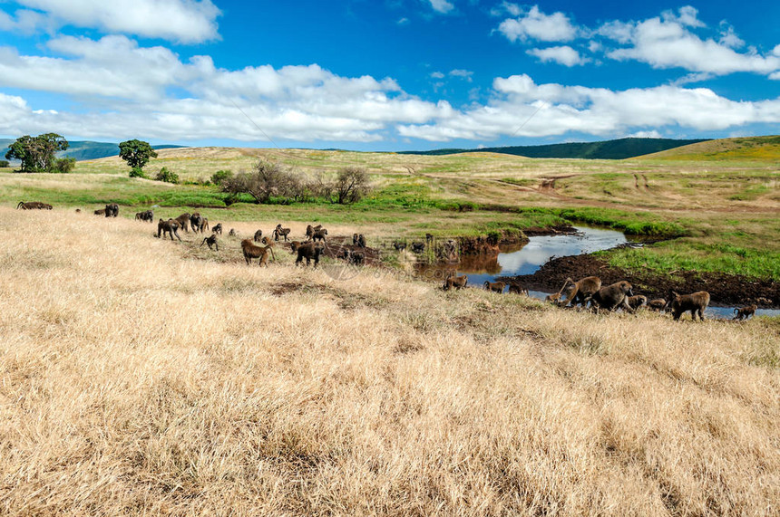 坦桑尼亚草原上的狒图片