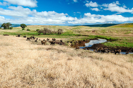 坦桑尼亚草原上的狒高清图片