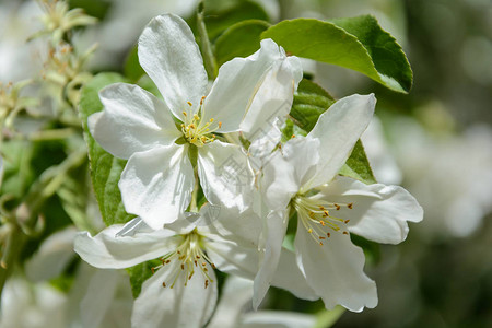 春天花开的苹果树图片