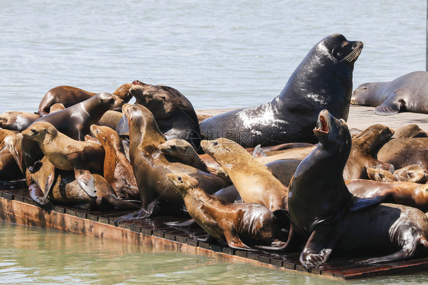 许多海狮躺在木筏上晒太阳旧金山39号码头渔人码头的海狮已成为主图片