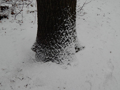 冬季雪树木和冻图片