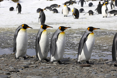 四只王企鹅在南极乔治亚州Salisbury图片