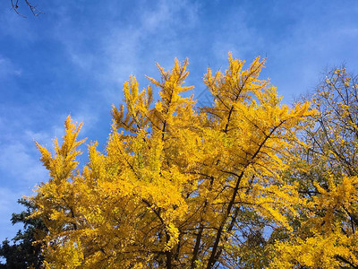 秋天树上黄叶的ginkgob图片