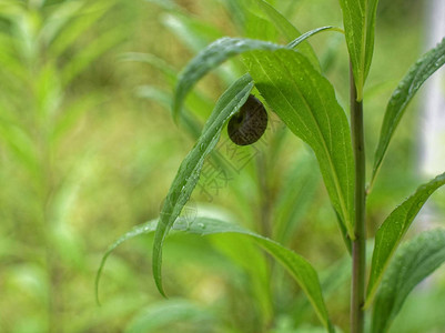 小蜗牛坐在一片草叶上俄罗斯图片