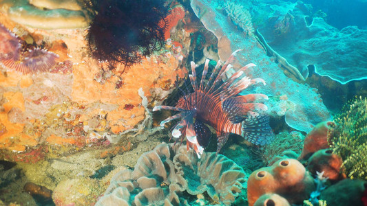 珊瑚礁上的狮子鱼潜水海底世界珊瑚和热带鱼菲律宾图片
