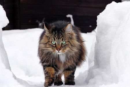 一只挪威森林猫穿过厚的雪地图片