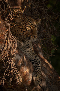 豹子躺在树上斑驳的阳光中图片