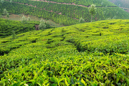 印度喀拉邦印度绿美丽图片
