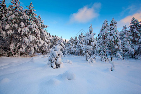 美丽的冬天风景雪树图片