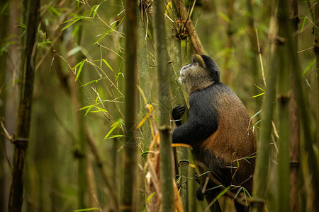 竹林中的野生金丝猴图片