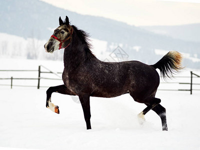 冬雾天在户外玩耍的美丽马匹图片