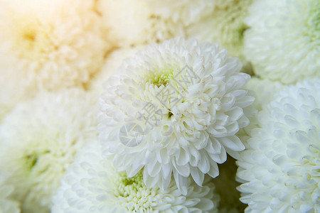 用柔和的光线关闭白色菊花背景图片