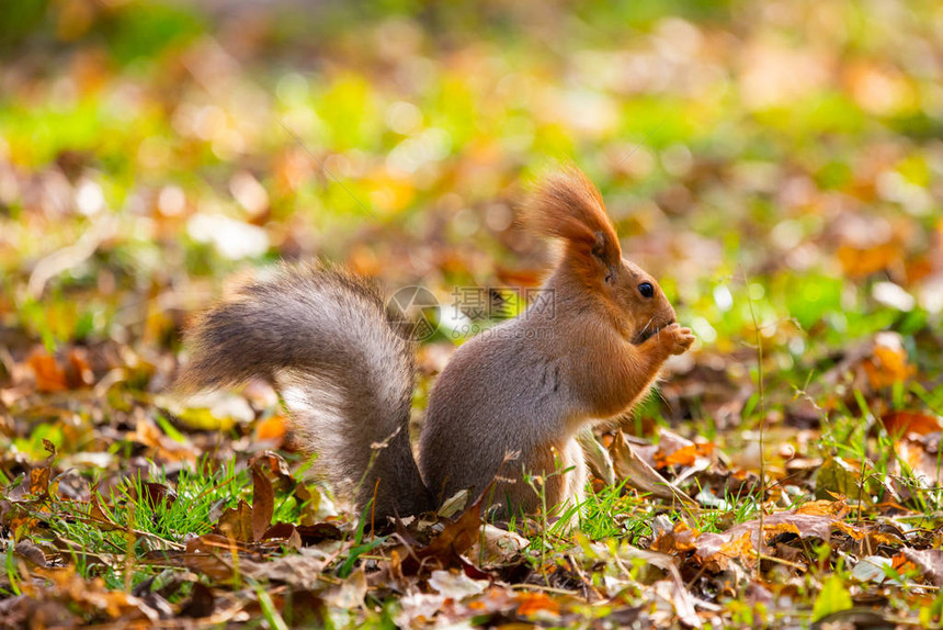 一只在寒冷阳光明媚的秋日捕获的野松鼠图片