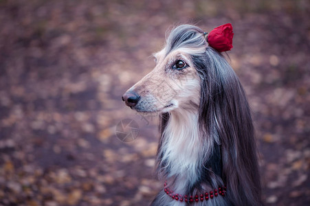 狗是阿富汗的猎犬有花在头发和珠子中图片