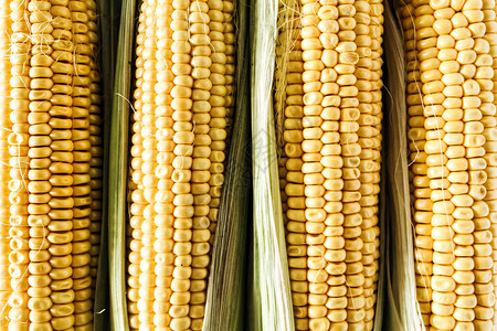 关闭玉米的原始耳朵平坦躺下高端图片