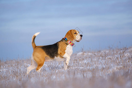 Beagle狗的肖像画图片