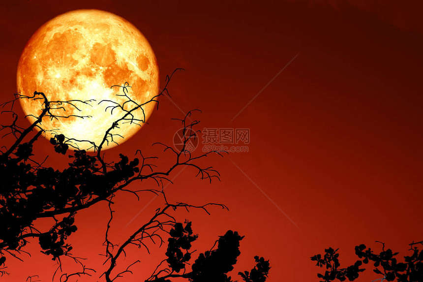 满血的月亮漂浮在剪影树枝干树上方的天空中图片