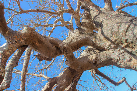 老猴面包树的强大树枝图片