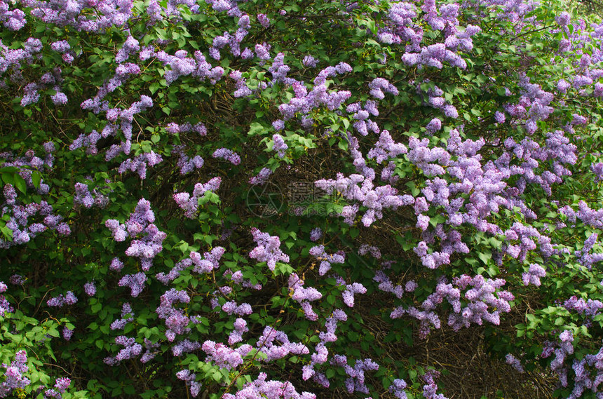 花园里盛开着巨大的丁香花丛图片