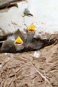 坐在巢里的灰色小燕子背景图片