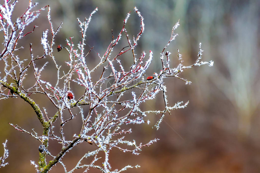 冬天在树林里被冰霜覆盖的图片