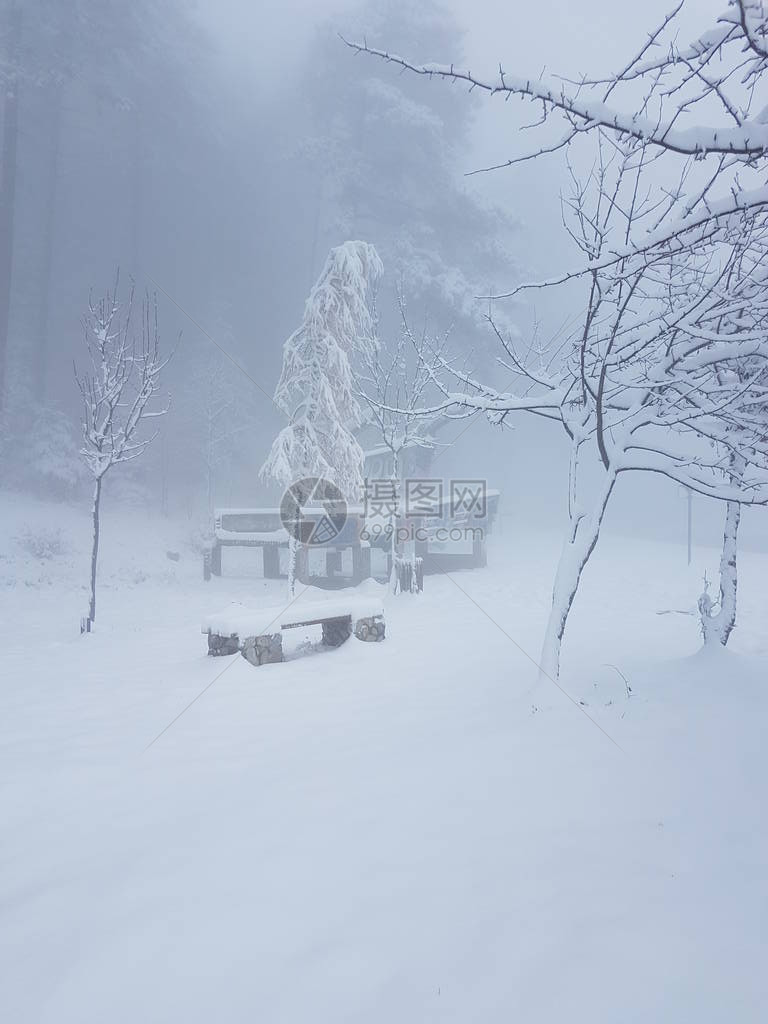 冬季森林的降雪图片