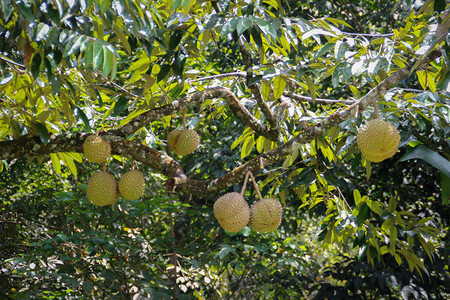 水果之王是榴莲树枝上新鲜成熟的榴莲图片