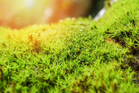 关闭绿色苔藓植物树热带雨林中美丽的幼苗图片