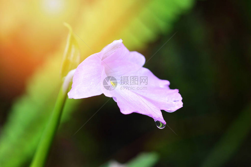 粉红色的花朵在自然雨林背景中绽放着水滴图片