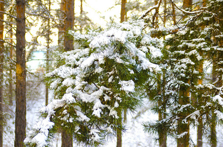 白雪下的松树fir分支图片