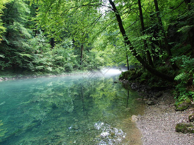 纯净的山河在树林中流淌图片