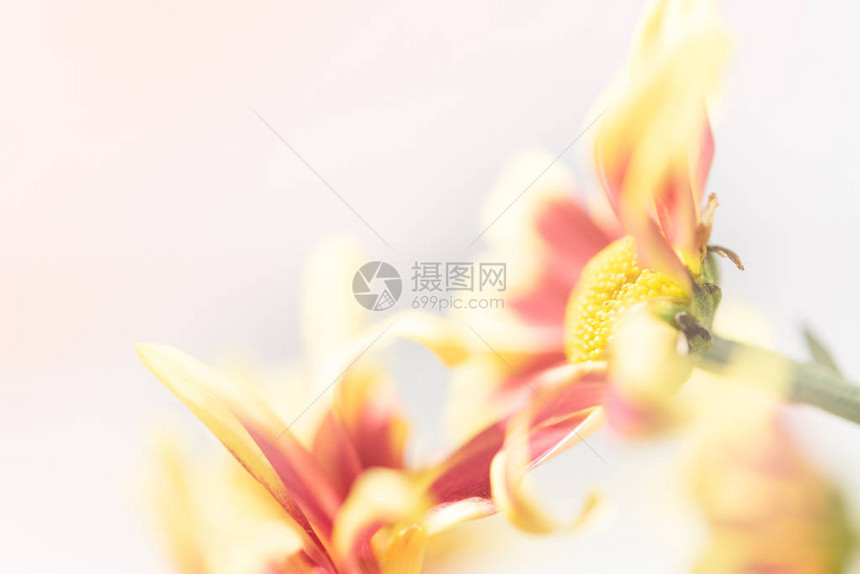 美丽的黄色新鲜菊花束在白木背景的白色木本底图片