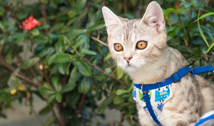 可爱的小猫和美丽的黄眼睛在户外花园里戴图片