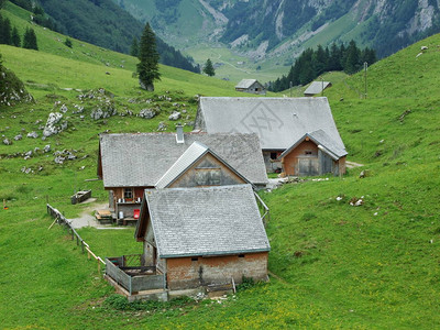 高山养牛村图片