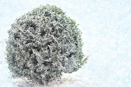 雪下的灌木绿色黄杨木背景图片