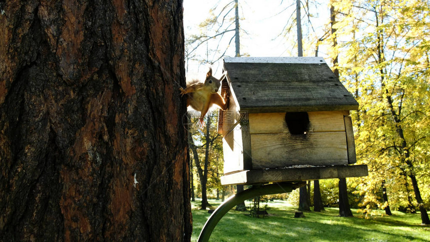 有趣的奇怪的松鼠在树和马具之间拉伸动图片