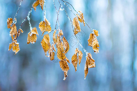 一棵树角束的枝子叶子覆盖着霜在清楚的寒冷冬背景图片