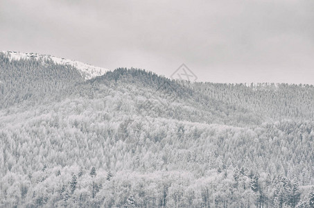 有白雪皑的森林的山丘冬季景观图片