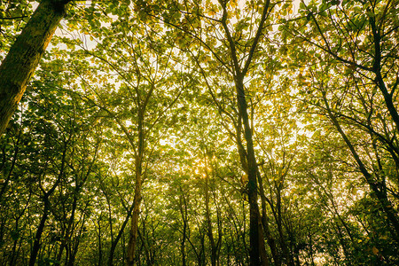 Jati森林丛树图片