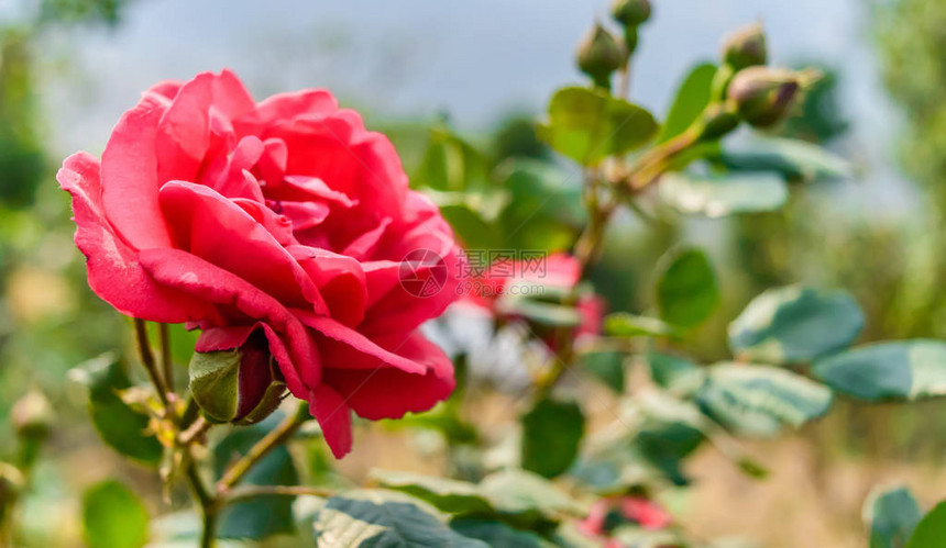 粉红玫瑰背景花园里美丽的玫瑰花可爱的玫瑰热带花园中的玫瑰花园玫瑰红玫瑰特写视图在阳光明媚的夏日或春日盛开玫图片