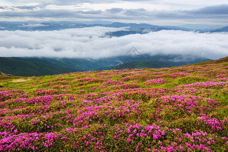 山上闪耀着罗多登峰夏季风景有粉红背景图片