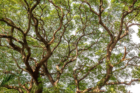 Banyan树枝的形状天然背景材料用图片
