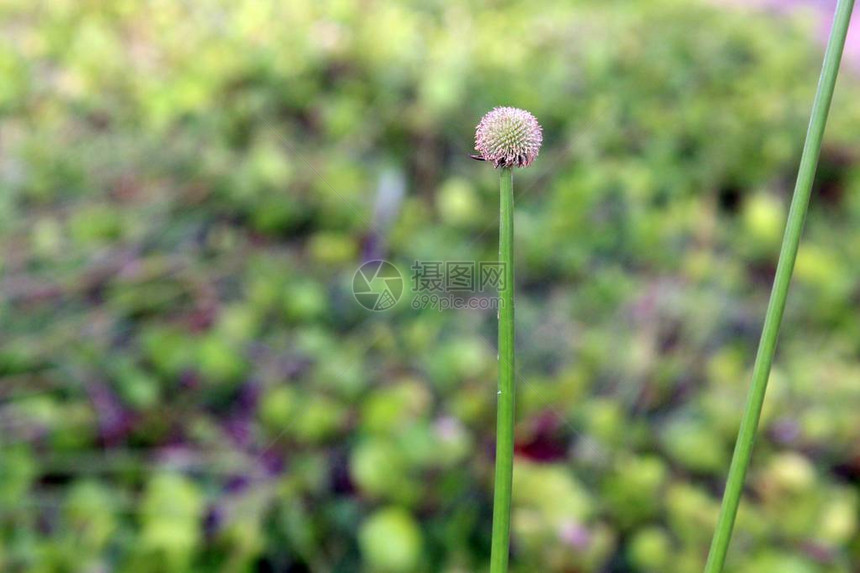 毛茸的花朵和绿色背景图片