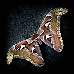 巴厘巨型蝴蝶阿图片