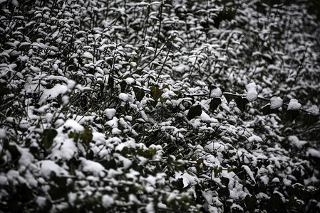 柏林灌木的冬天下雪图片